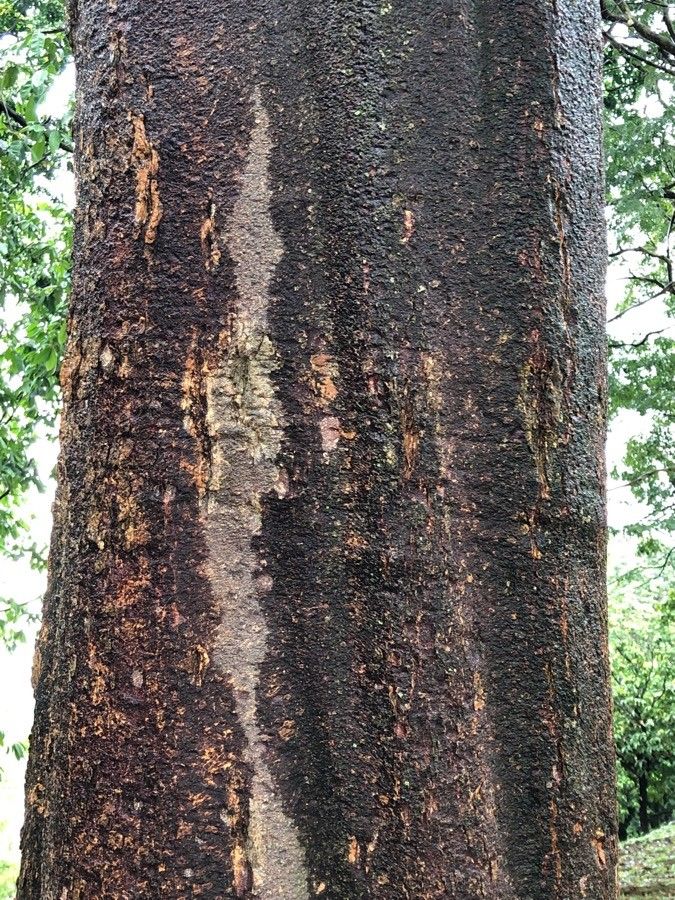 Alstonia angustiloba bark