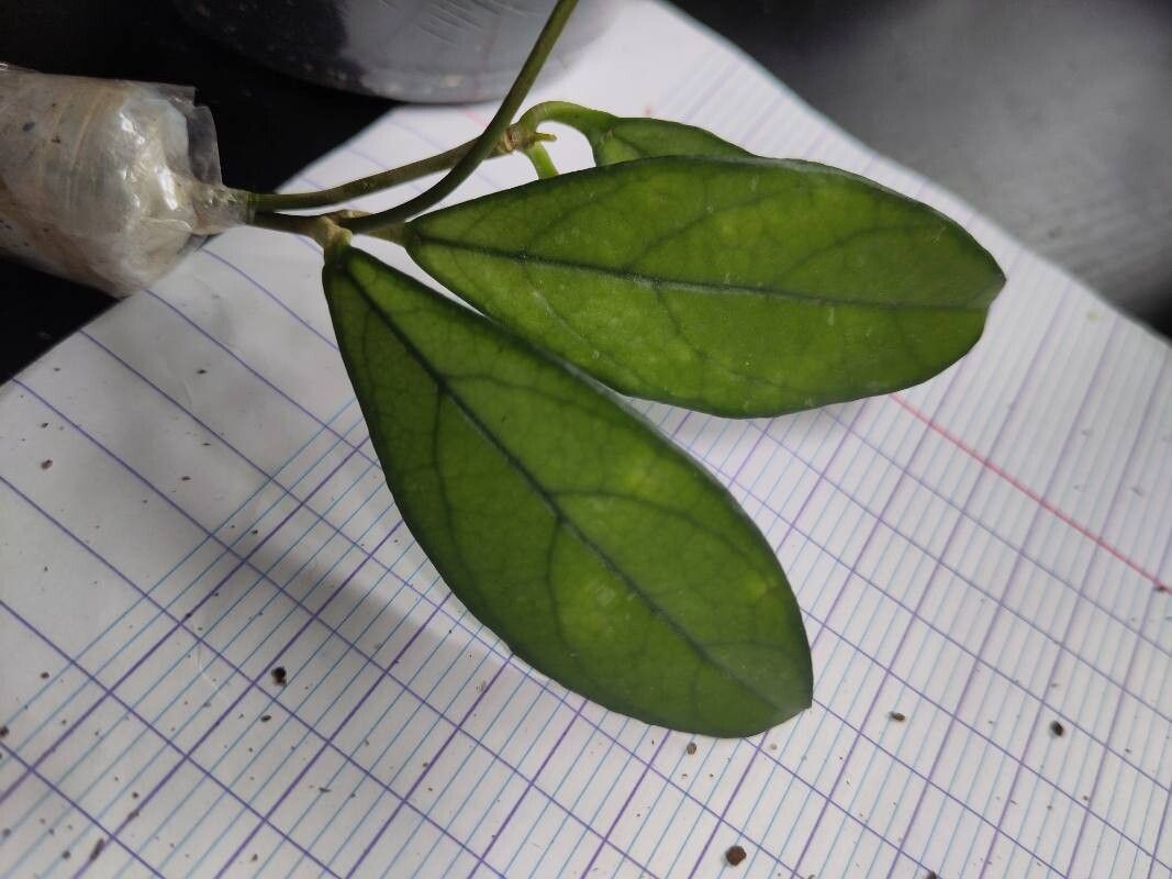 Hoya crassipetiolata — search result for 'Hoya'