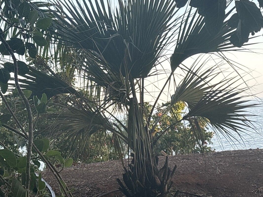 Medemia argun — houseplant care guide