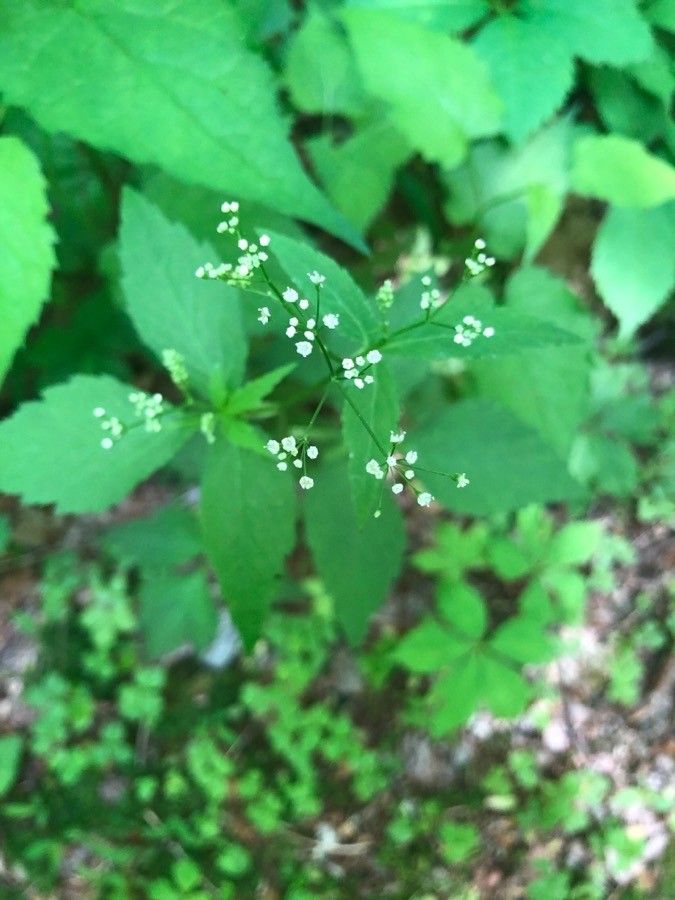 Cryptotaenia canadensis flower