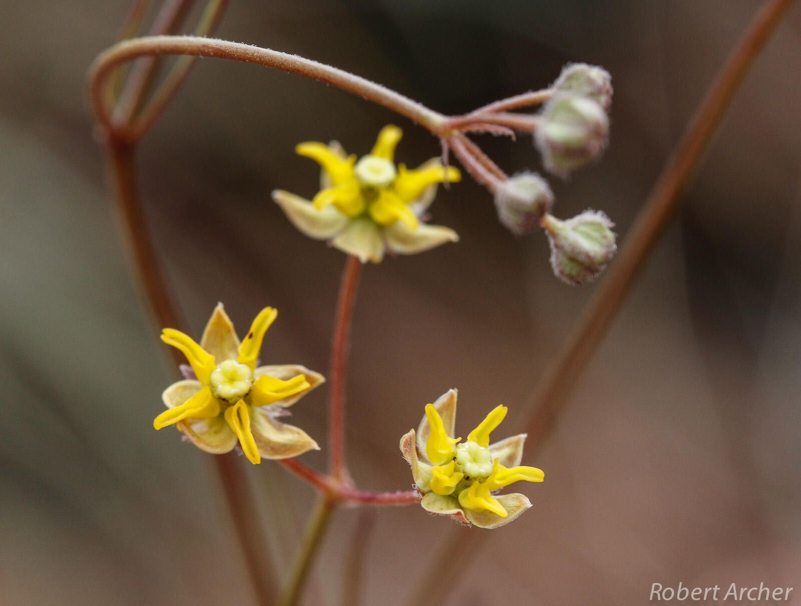 Asclepias aurea — search result for 'Asclepias'