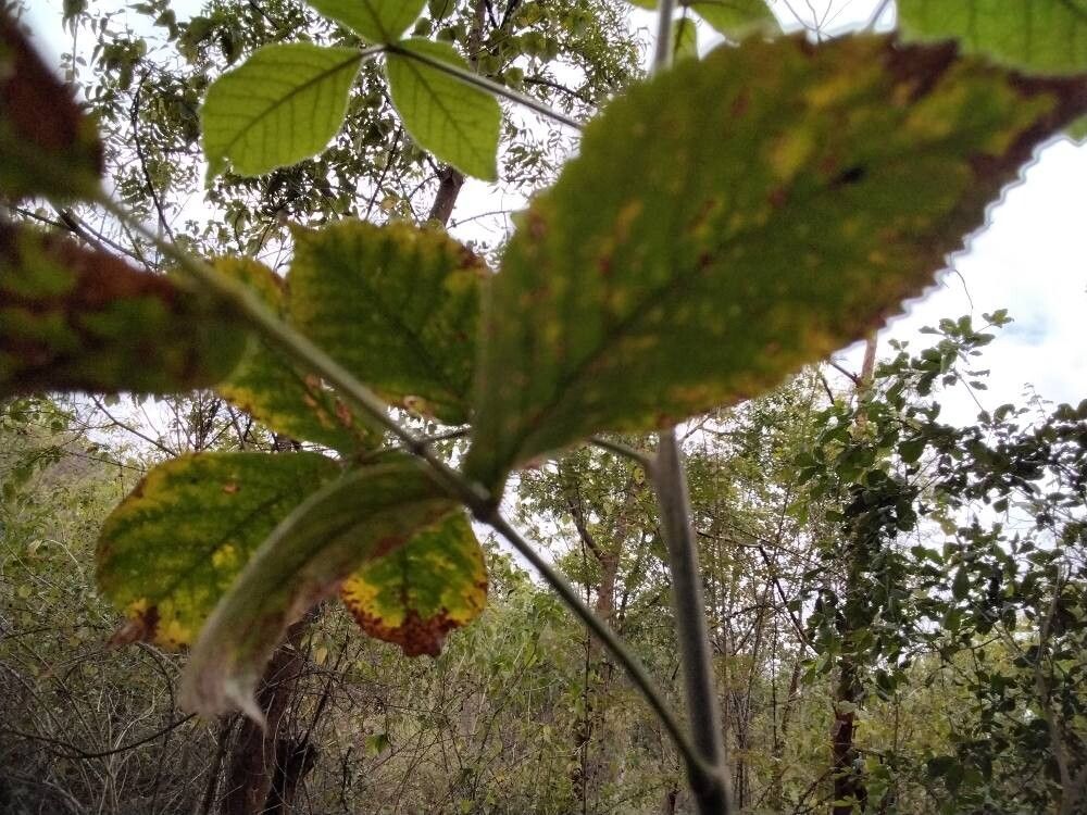 Bursera grandifolia — search result for 'Bursera'