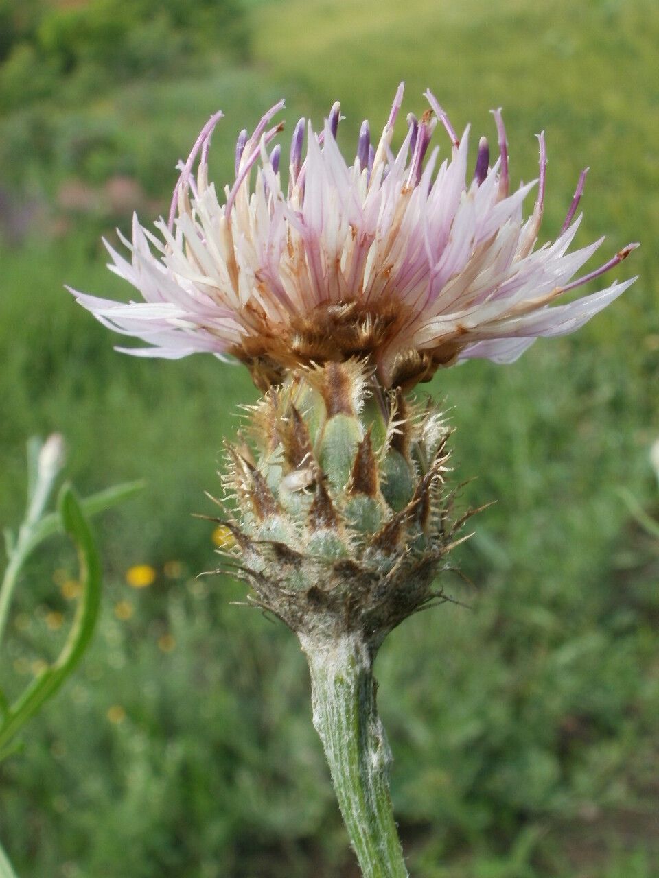 Centaurea stereophylla — houseplant care guide