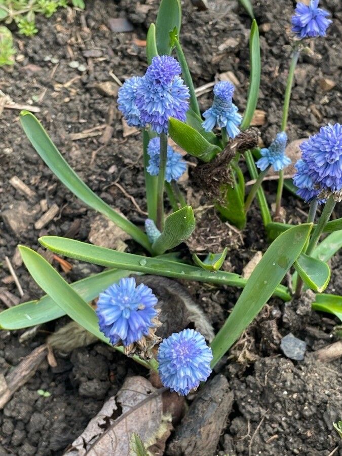 Muscari azureum habit