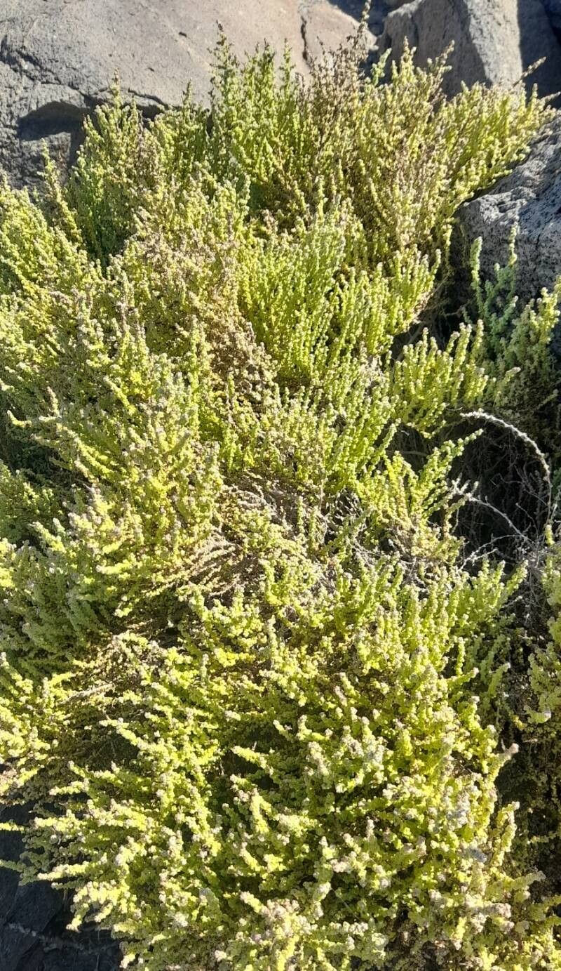 Nolana sedifolia habit