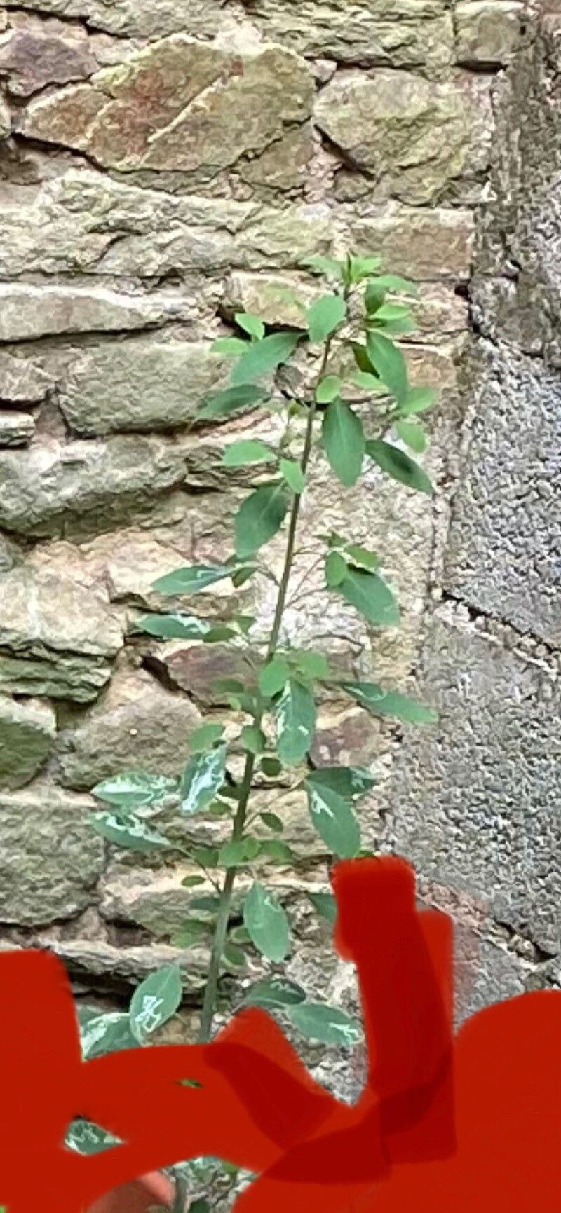 Porophyllum ruderale leaf