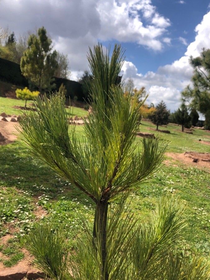 Pinus gerardiana leaf