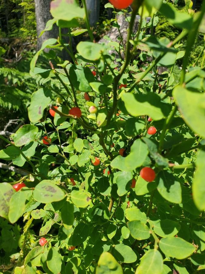 Vaccinium parvifolium fruit