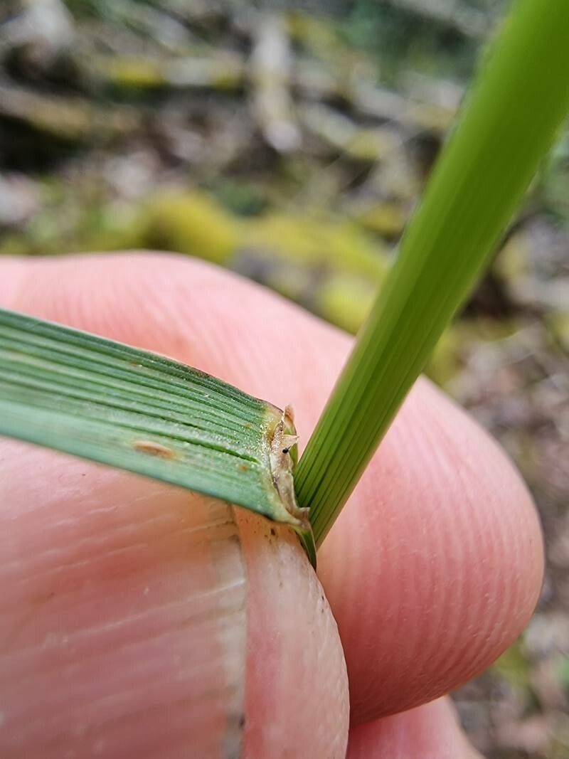 Festuca heterophylla leaf