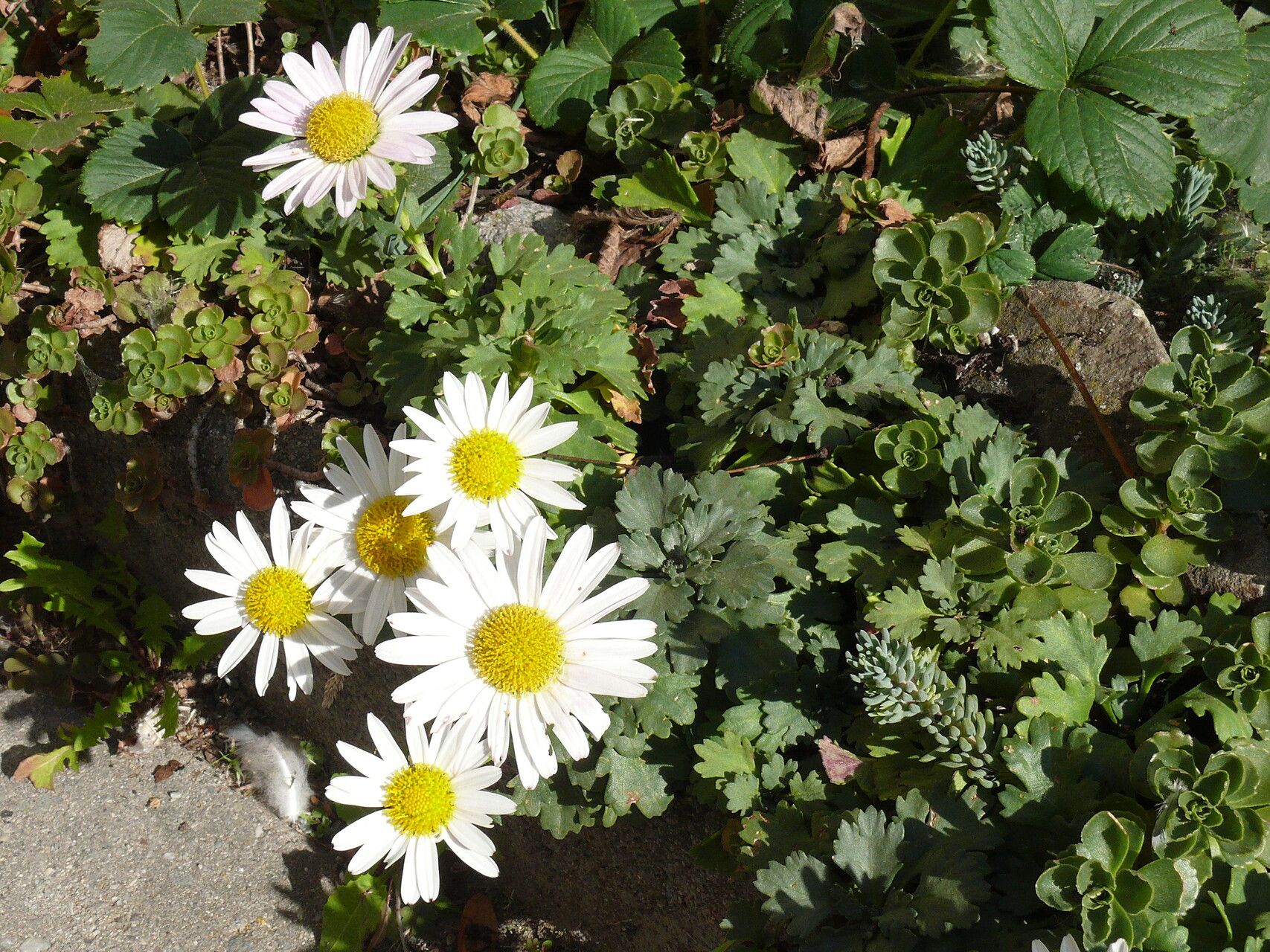Chrysanthemum arcticum habit