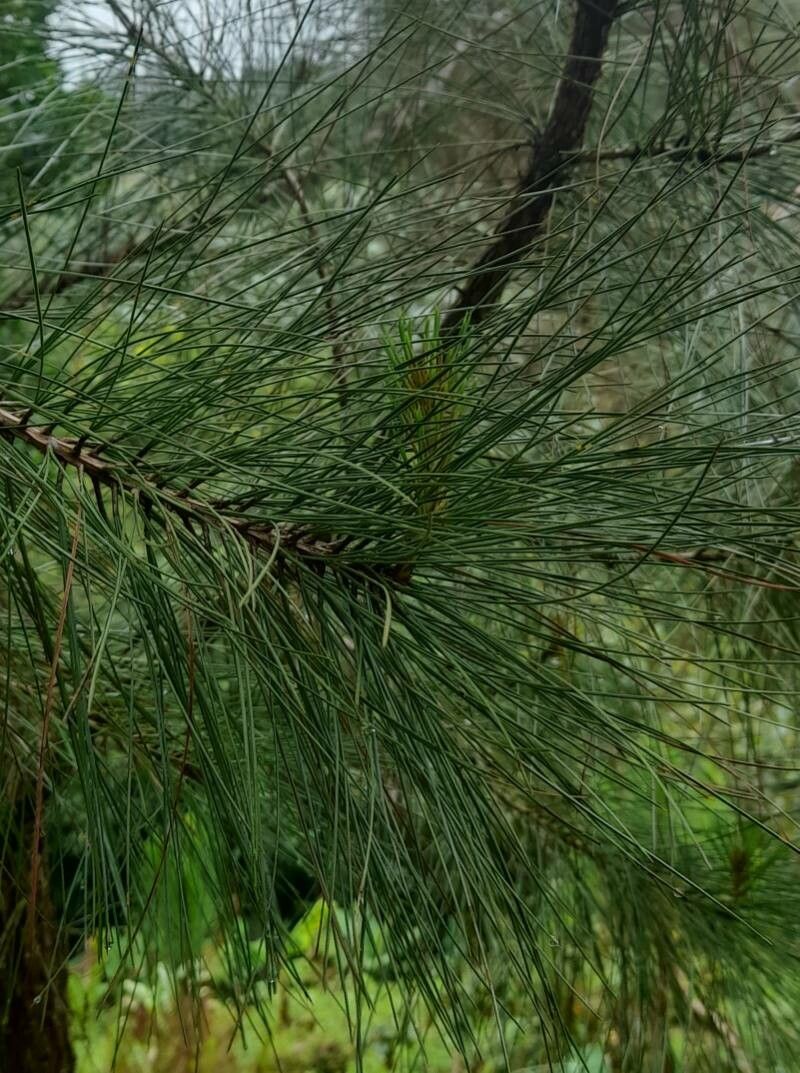 Pinus occidentalis — search result for 'Haiti'