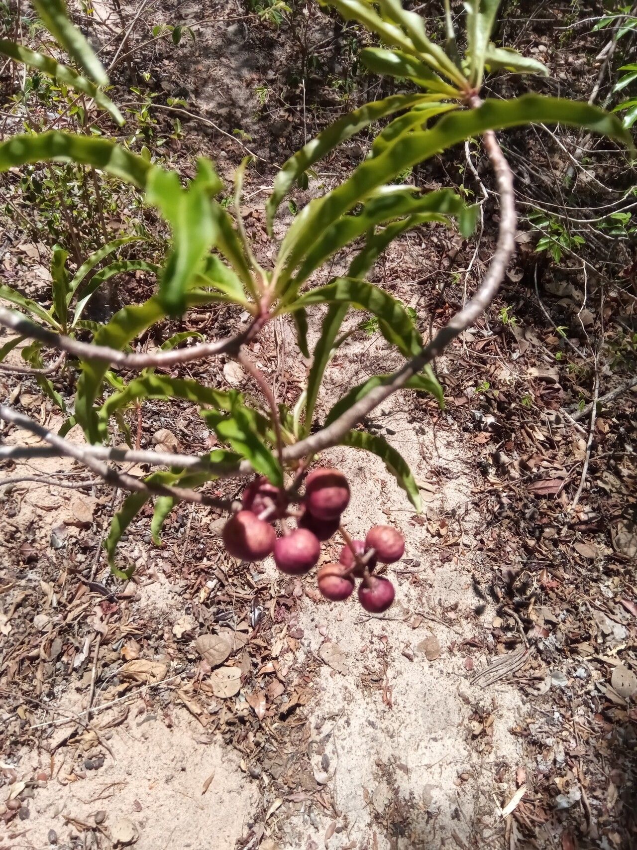 Ardisia didymopora fruit