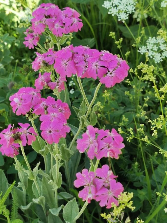 Lychnis flos-jovis flower