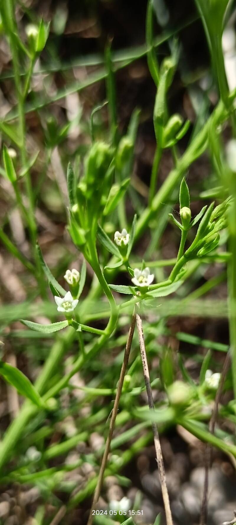 Thesium ramosum flower