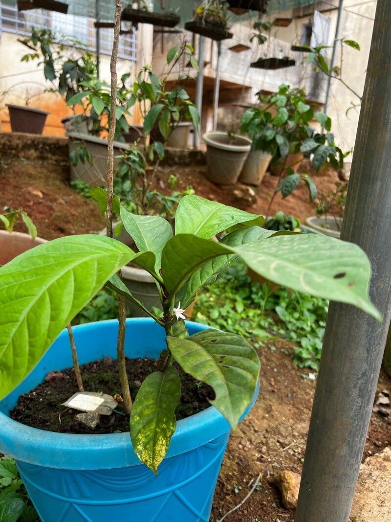 Coffea mapiana habit