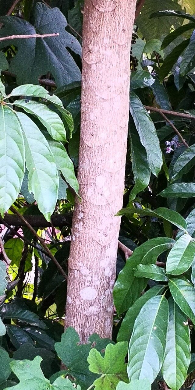 Dysoxylum lenticellatum bark