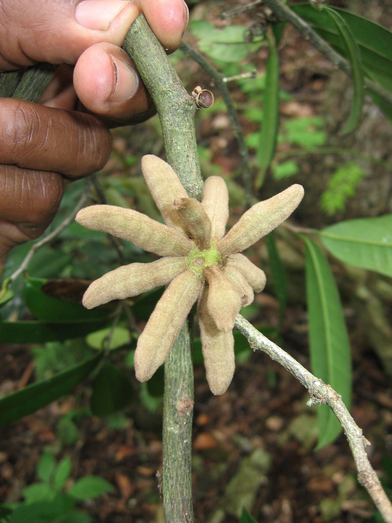 Uvariodendron mbagoi — search result for 'Uvariodendron'