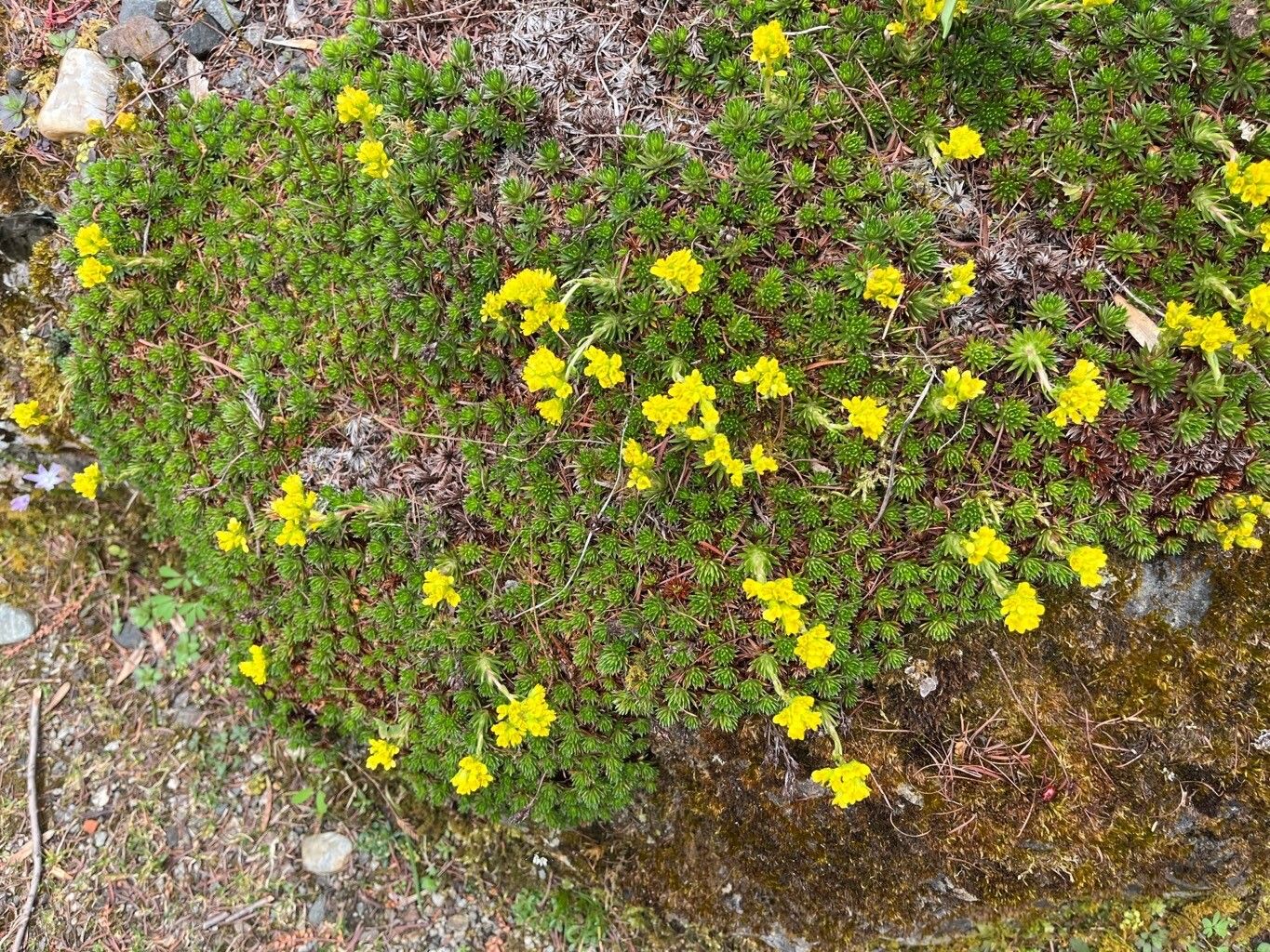 Saxifraga juniperifolia habit