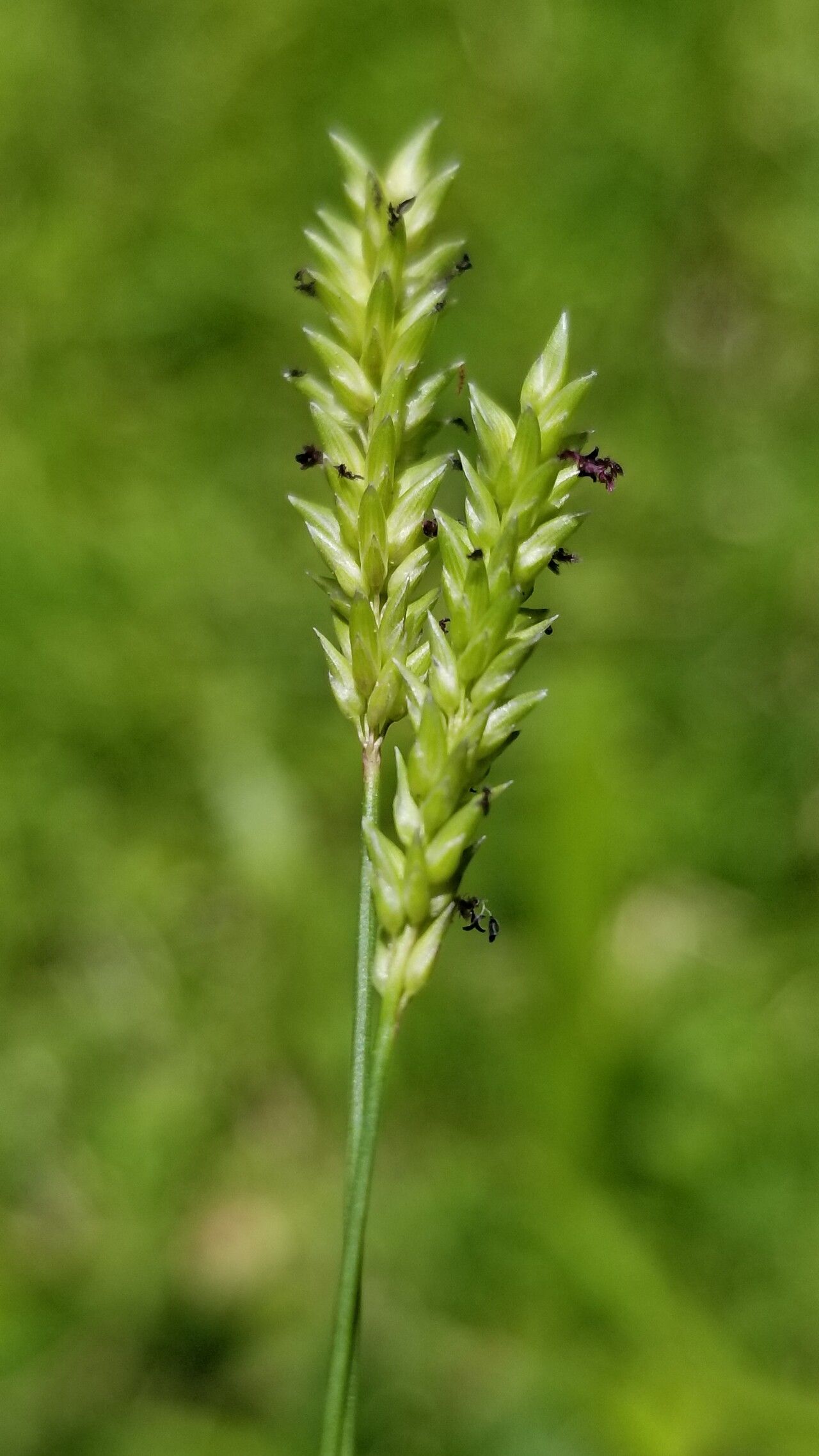 Sacciolepis indica habit