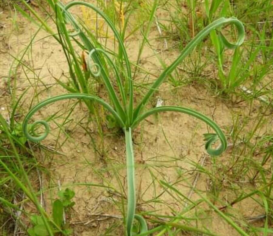 Muscari longipes — search result for 'Muscari'