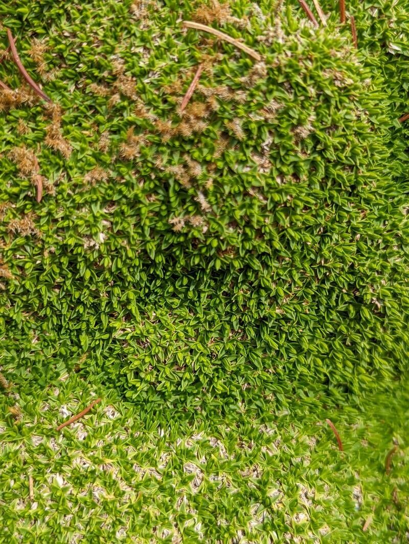 Minuartia stellata leaf