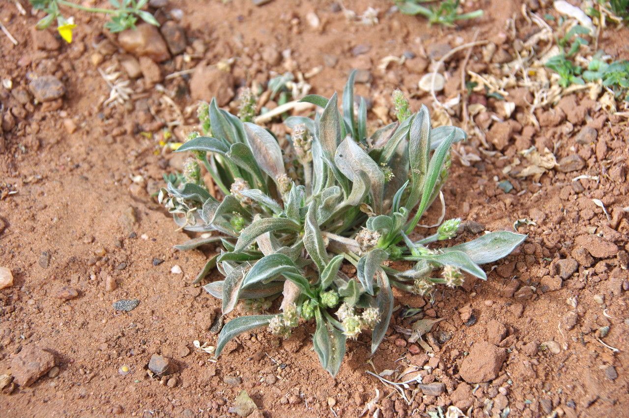 Plantago ciliata habit