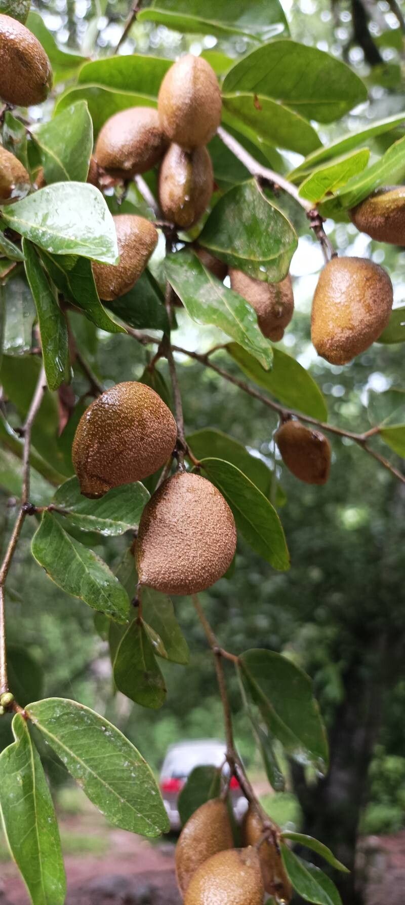 Cynometra oaxacana fruit