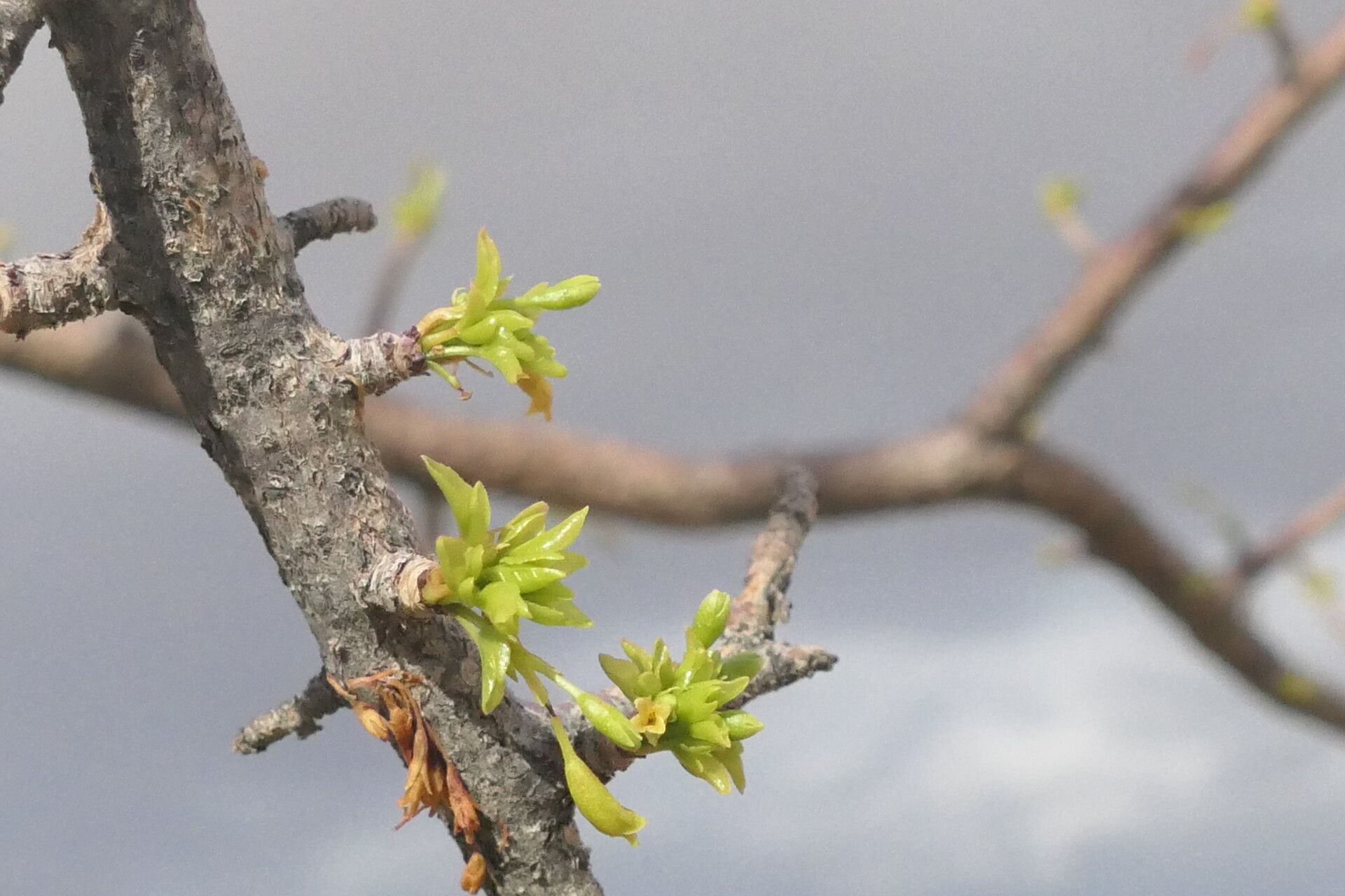Commiphora glaucescens — search result for 'Commiphora'