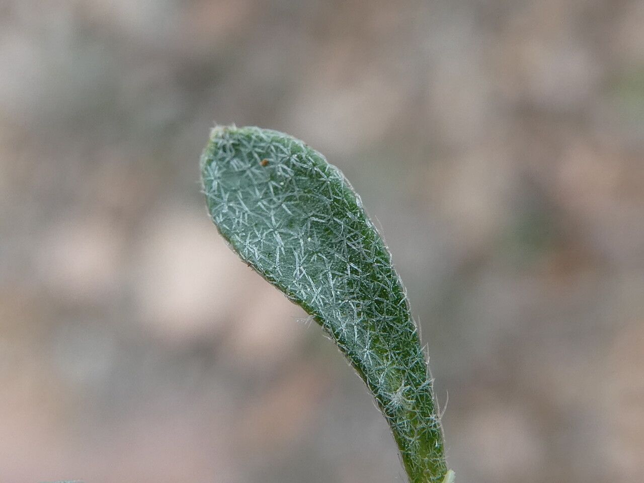 Alyssum montanum — search result for 'Brassicaceae'