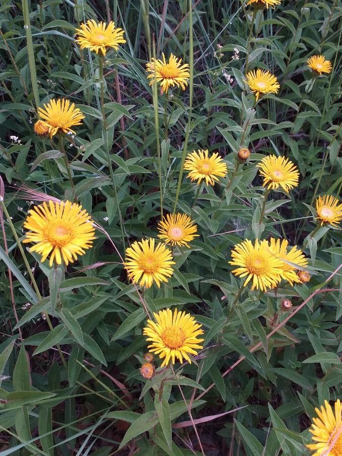 Inula salicina flower