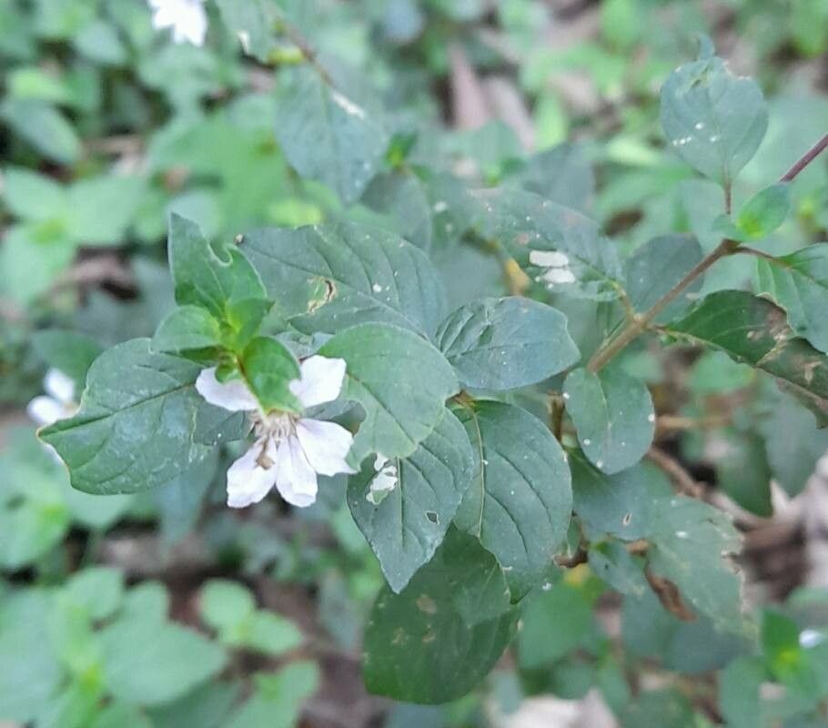 Cuphea campylocentra habit