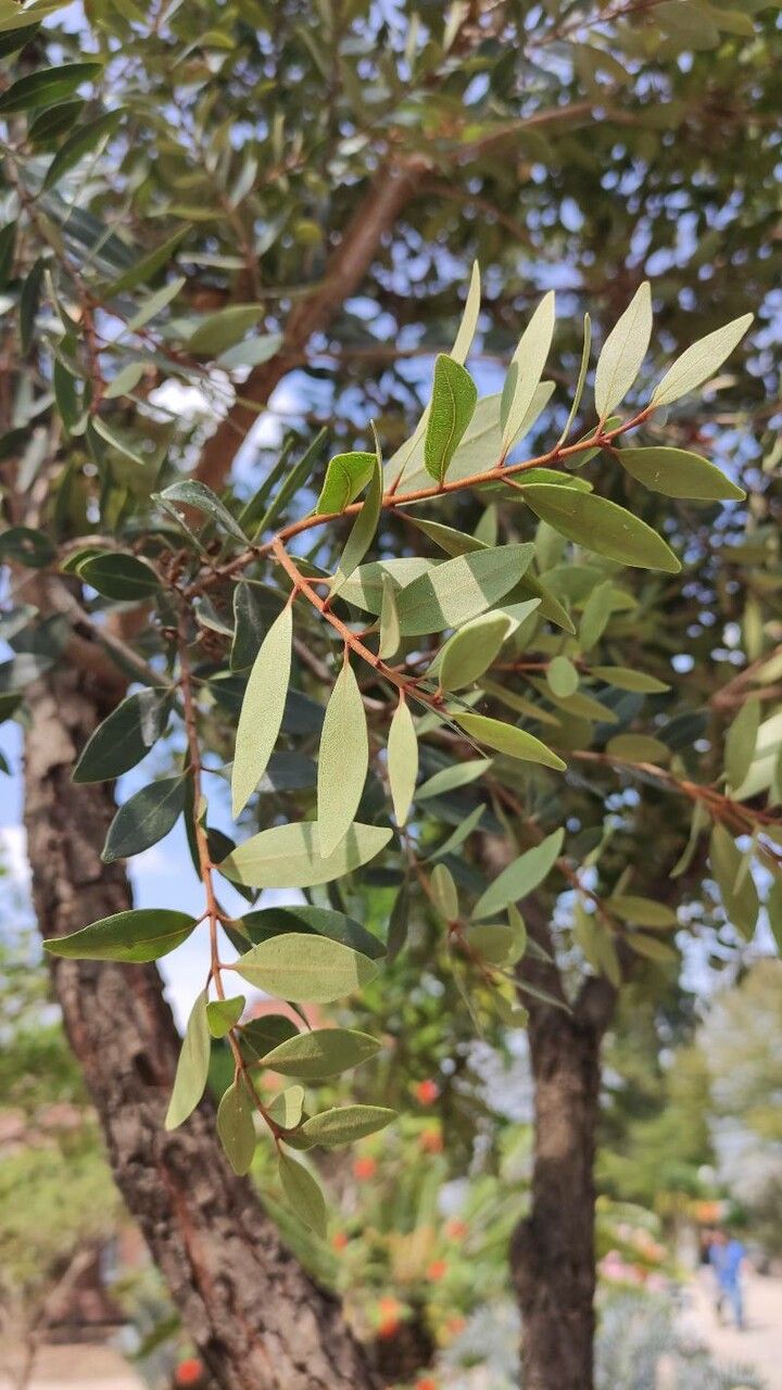 Metrosideros robusta — search result for 'Metrosideros'