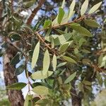 Metrosideros robusta