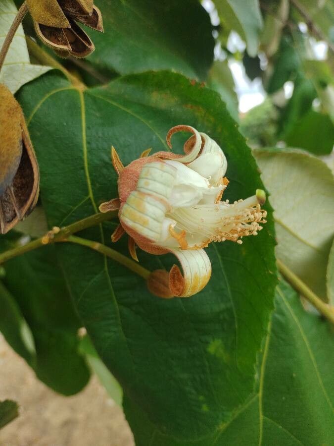 Luehea grandiflora flower