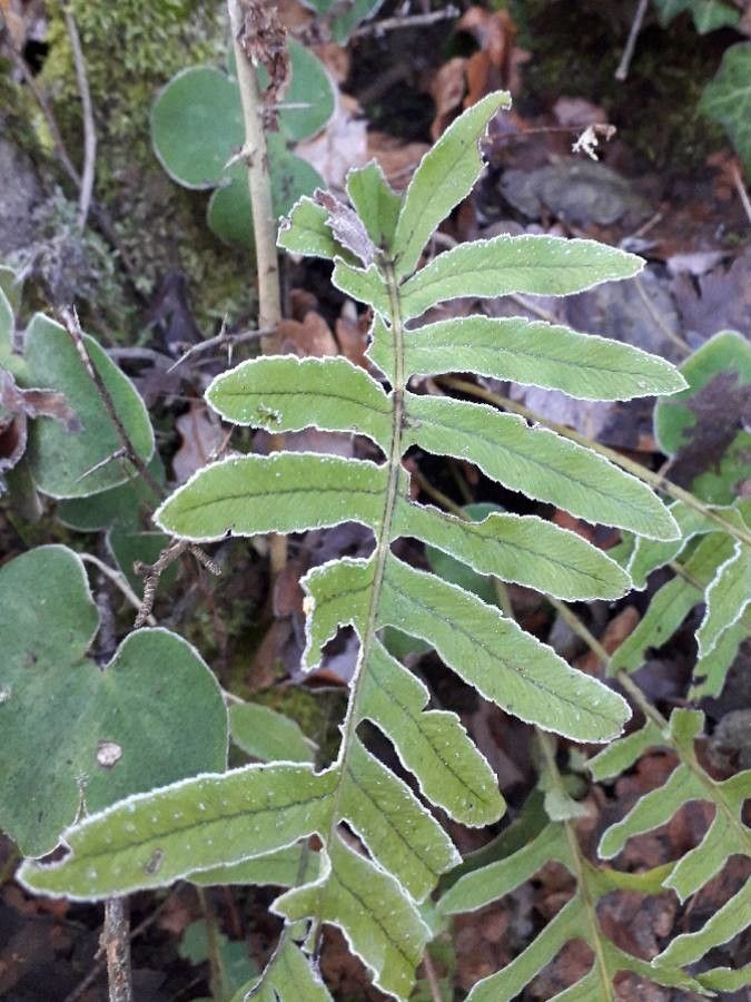Polypodium cambricum leaf