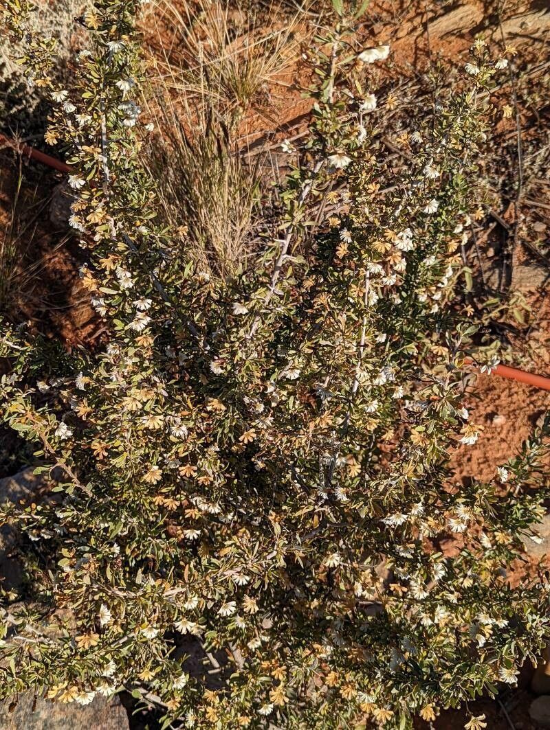 Scaevola spinescens habit