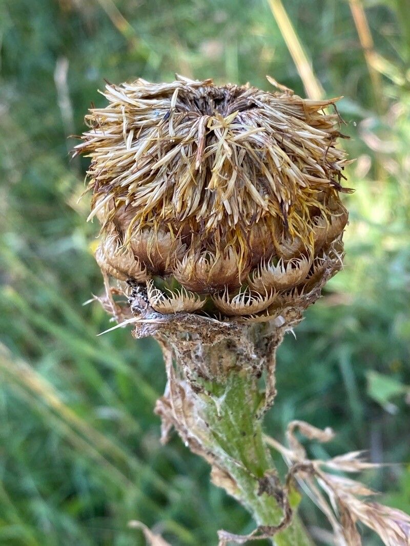 Centaurea macrocephala fruit