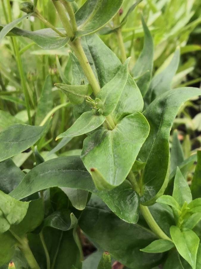 Penstemon hartwegii leaf