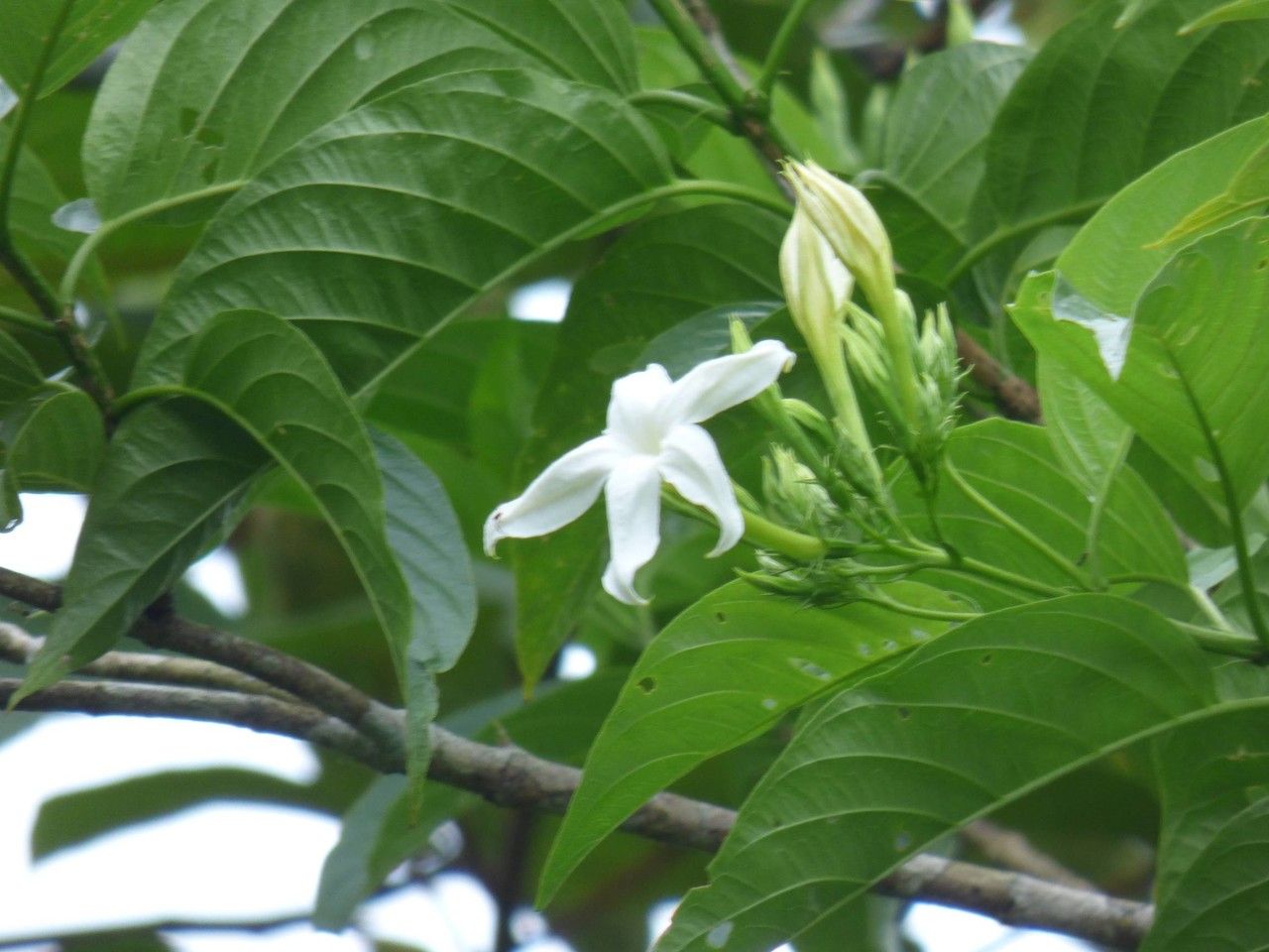 Mussaenda landia flower