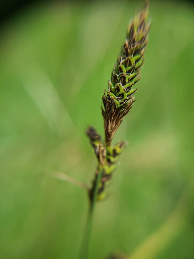 Carex hartmaniorum flower