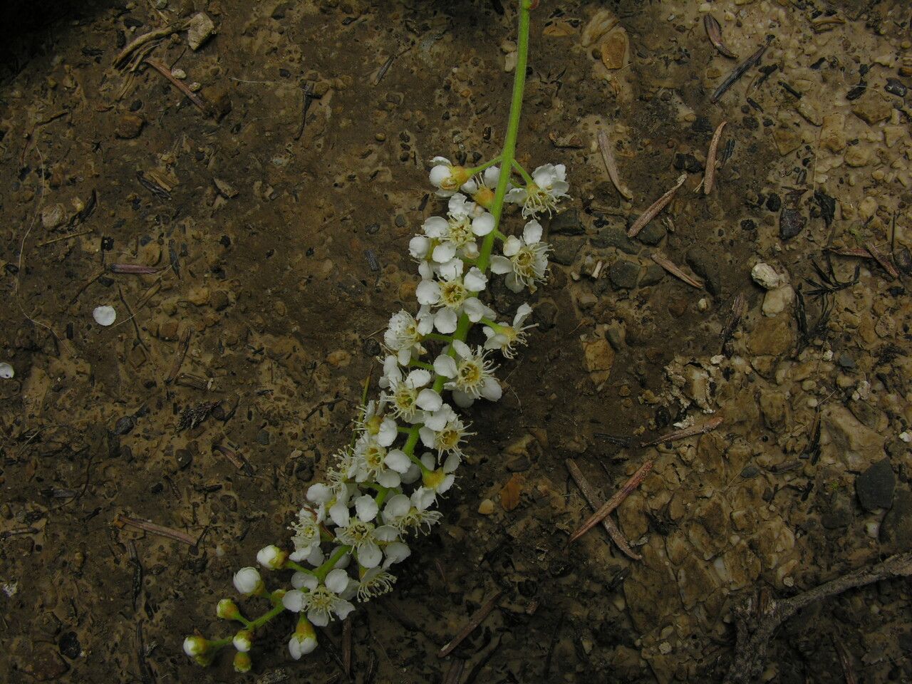 Prunus cornuta habit