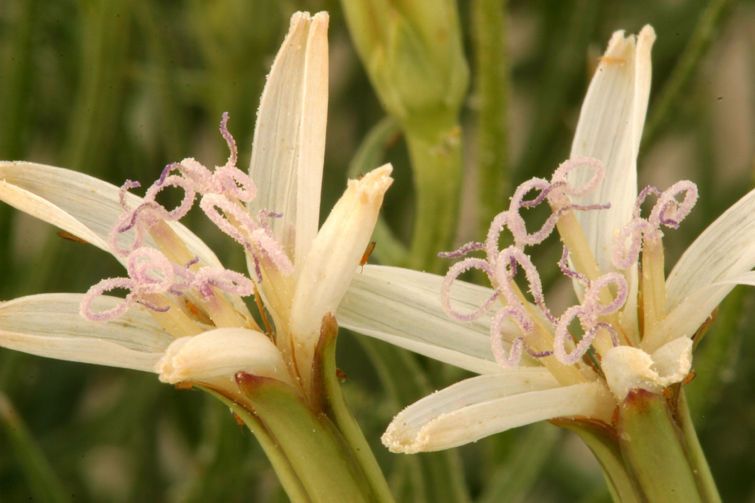 Chaetadelpha wheeleri flower