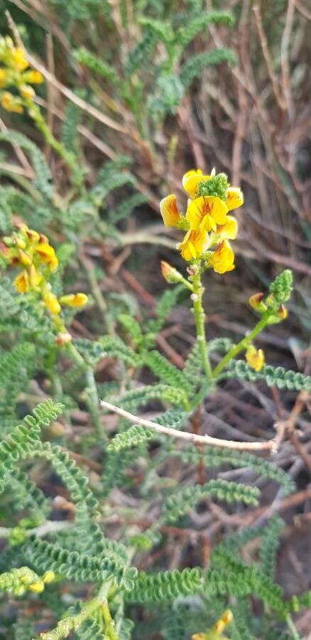 Adesmia boronioides — houseplant care guide