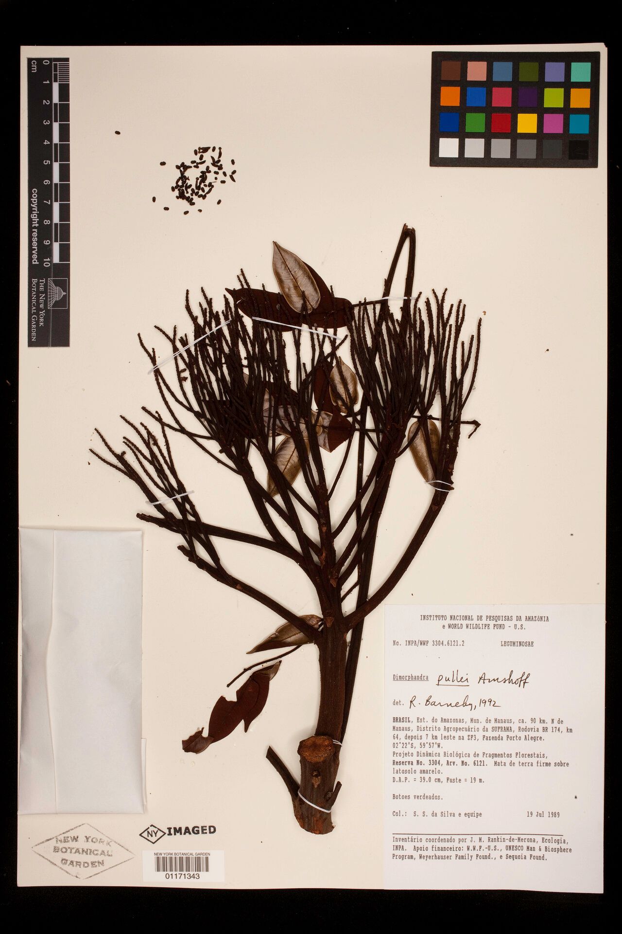 Dimorphandra caudata — related species from the same genus