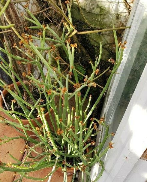 Euphorbia nubica habit