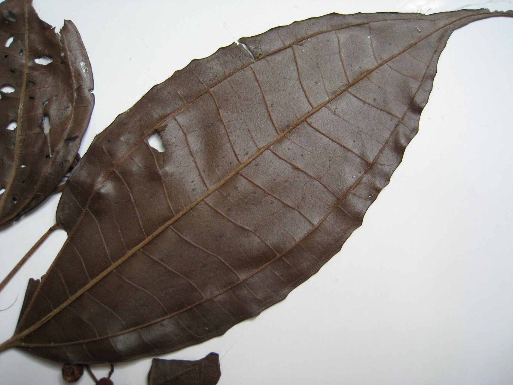 Miconia tetraspermoides other