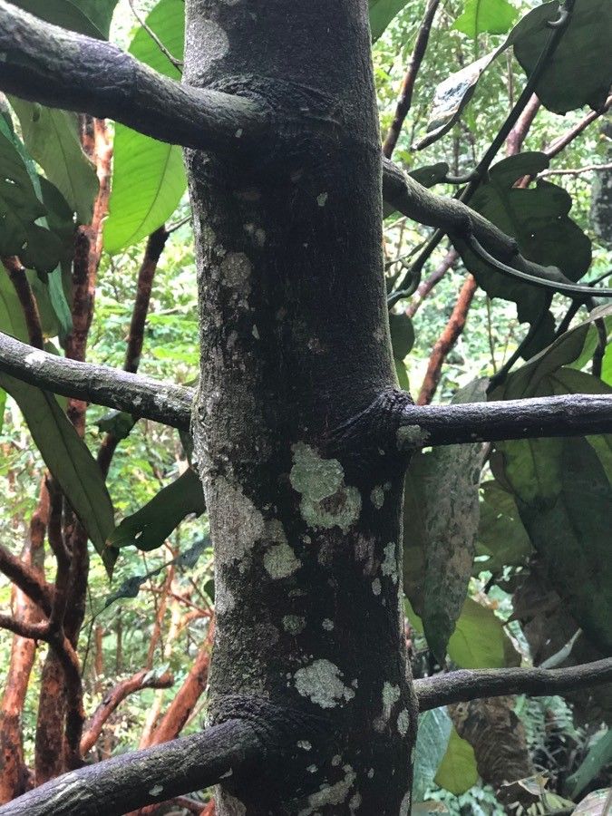 Garcinia nervosa bark