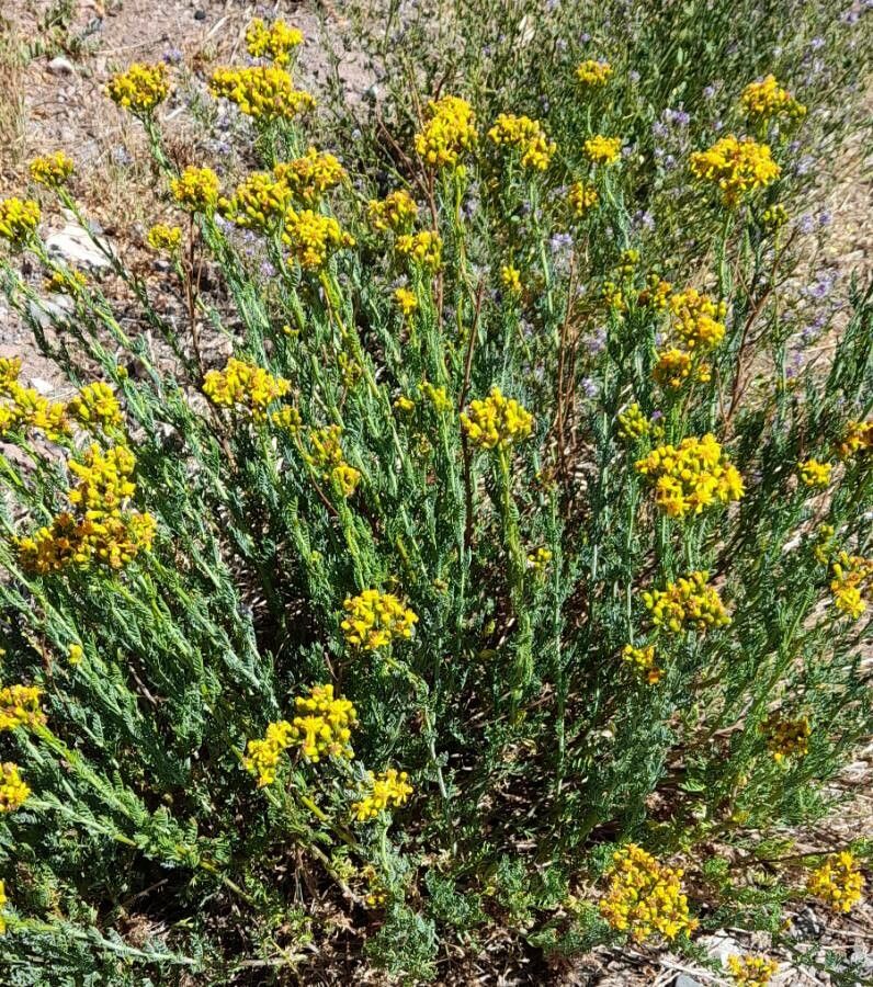 Senecio eruciformis habit