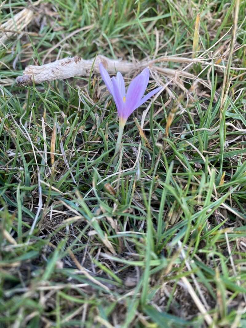 Colchicum nanum — houseplant care guide