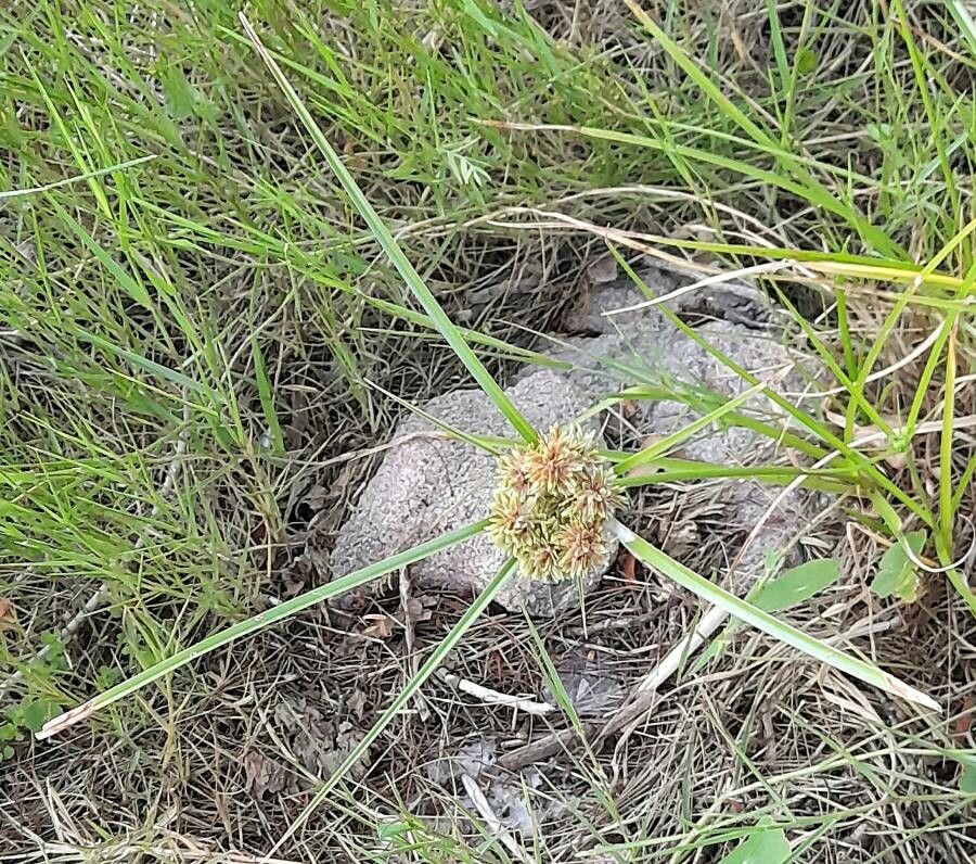 Cyperus reflexus habit